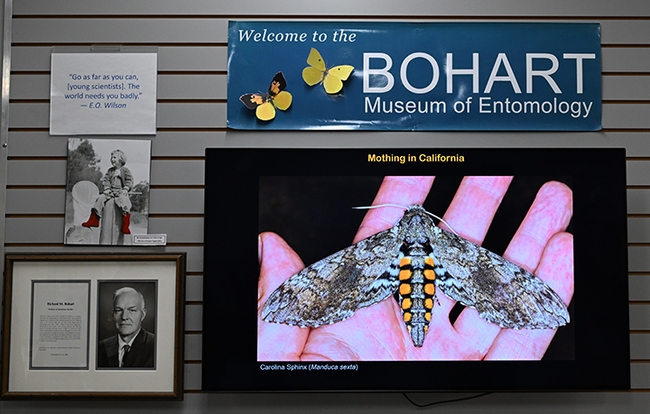 Moth-er scientist Volkmar Heinrich, UC Davis associate professor of biomedical engineering, displayed his images of moths. This is the adult form of the tobacco worm, Carolina sphinx, Manduca sexta.