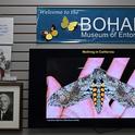 Moth-er scientist Volkmar Heinrich, UC Davis associate professor of biomedical engineering, displayed his images of moths. This is the adult form of the tobacco worm, Carolina sphinx, Manduca sexta.