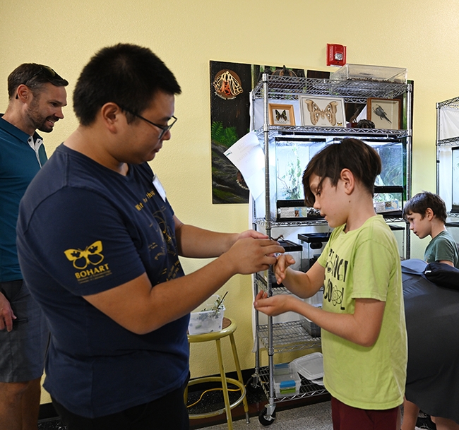 UC Davis student and Bohart Museum volunteer Kaitai Liu shows a walking stick to Connor Williams, 10, of Livermore, Alameda County. The Bohart Museum open houses draw visitors from all over the region. (Photo by Kathy Keatley Garvey)