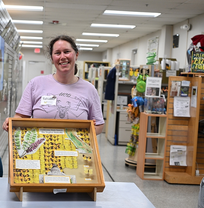 Tabatha Yang, education and outreach coordinator for the Bohart Museum of Entomology, holds a drawer of California dogface butterfly specimens. The butterfly is California's state insect. (Photo by Kathy Keatley Garvey)