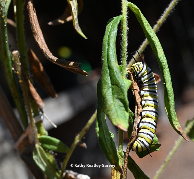 A visitor! A late in-star monarch caterpillar munches on wilting milkweed in a Vacaville garden in triple-temperature conditions. (Photo by Kathy Keatley Garvey)