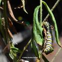 A visitor! A late in-star monarch caterpillar munches on wilting milkweed in a Vacaville garden in triple-temperature conditions. (Photo by Kathy Keatley Garvey)