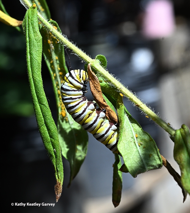 The monarch caterpillar keeps on munching the milkweed. (Photo by Kathy Keatley Garvey)