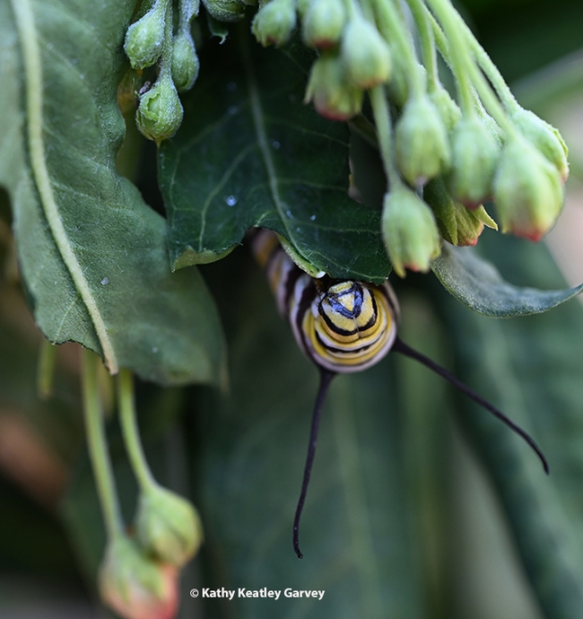 Close-up of a monarch caterpillar munching milkweed. (Photo by Kathy Keatley Garvey)