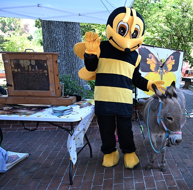 The Honey Bee gets acquainted with Stanley, a 20-year-old donkey brought to the party by Tina Currie of the Vaca Valley Grange. (Photo by Kathy Keatley Garvey)