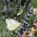 A cabbage white butterfly, Pieris rapae, nectaring on lavender in a Vacaville garden. (Photo by Kathy Keatley Garvey)