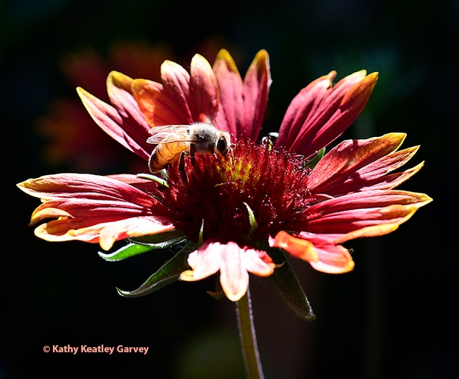 A honey bee foraging on Gaillardia during The Golden Hour in a Vacaville garden. (Photo by Kathy Keatley Garvey)