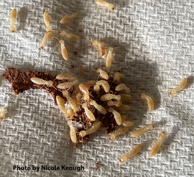 Live termites will be shown by  PhD candidate Nicole Keough at The Ethogram outreach program from 2:30 to 4 p.m., Monday, Aug. 19 in the Blanchard Room of the Mary L. Stephens branch of the Davis Library, 315 E. 14th Street, Davis. (Photo by Nicole Keough)