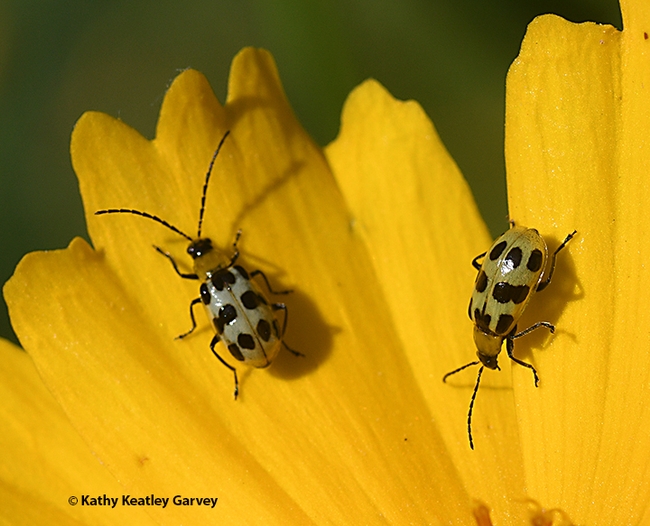 Two Western spotted cucumber beetles, Diabrotica undecimpunctata, on a Coreposis. (Photo by Kathy Keatley Garvey)