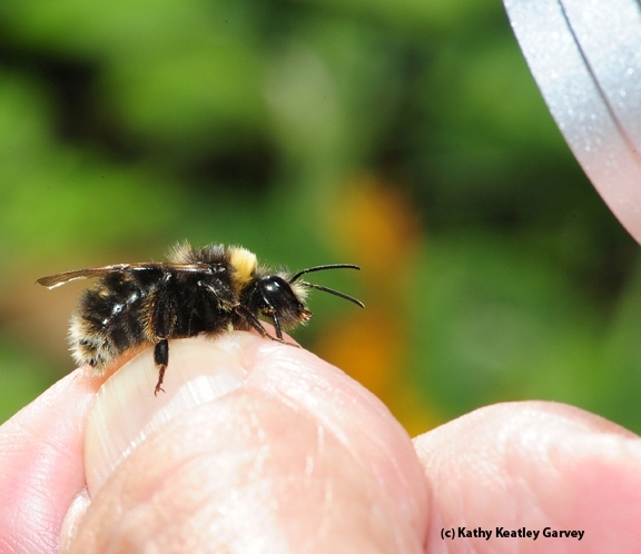 UC Davis research shows that rising temperatures are particularly alarming to some bumble bee species, including the Western bumble bee, Bombus occidentalis. This one was located on Aug. 15, 2012 in the Mt. Shasta area. (Photo by Kathy Keatley Garvey)