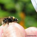 UC Davis research shows that rising temperatures are particularly alarming to some bumble bee species, including the Western bumble bee, Bombus occidentalis. This one was located on Aug. 15, 2012 in the Mt. Shasta area. (Photo by Kathy Keatley Garvey)