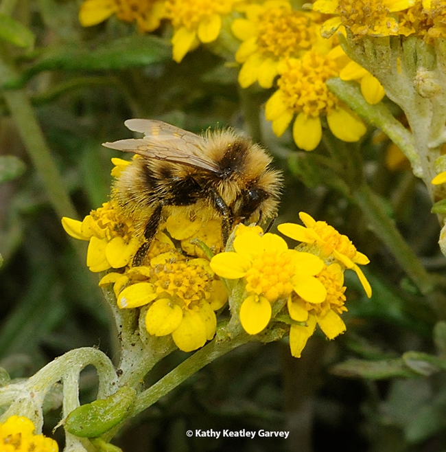 A male bumble bee, Bombus bifarius, nectaring on  coastal goldfield, Lasthenia minor, at Bodega Bay. A UC Davis study shows that the rising temperatures are particularly alarming to a number of species, including this one. (Photo by Kathy Keatley Garvey)