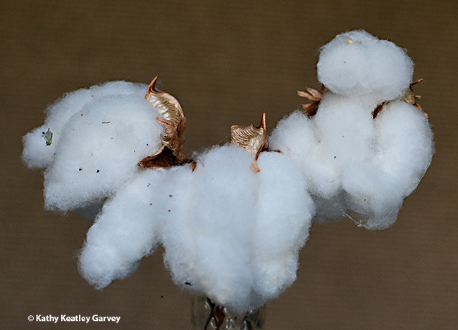 A display of harvested cotton balls. (Photo by Kathy Keatley Garvey)