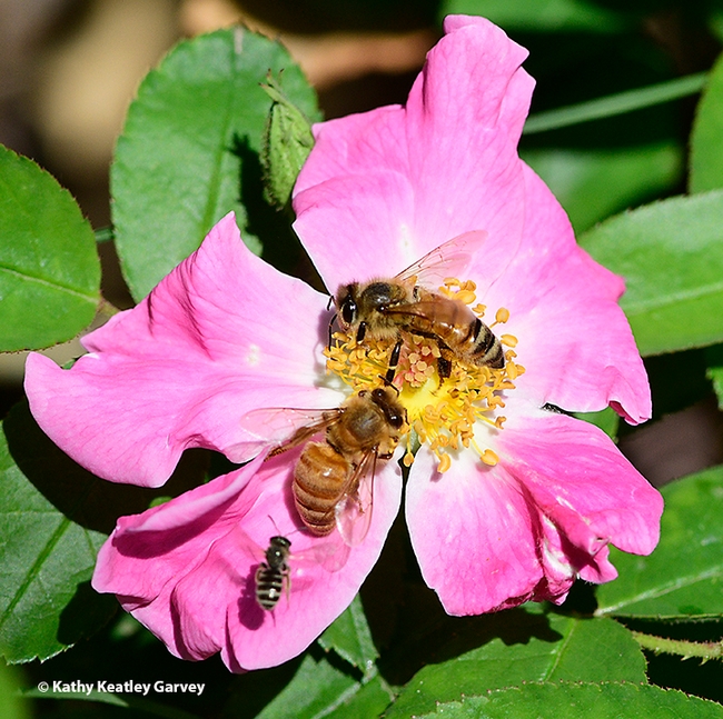 A pink floribunda rose cultivar, 