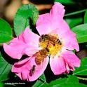 A pink floribunda rose cultivar, 