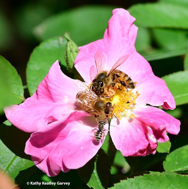 A native bee seeks to join two honey bees in gathering nectar and pollen from a floribunda rose cultivar, 