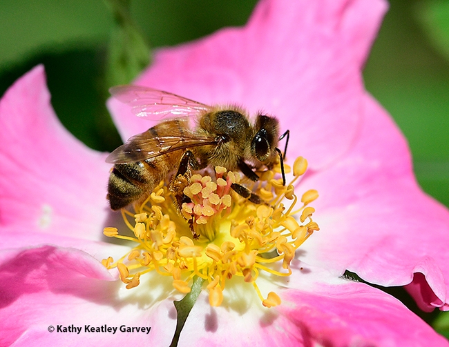 Side view of a honey bee foraging on a 