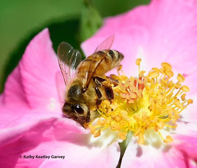 A honey bee foraging on 