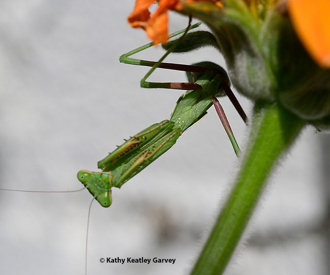 A praying mantis, Stagmomantis limbata, stretches beneath a Mexican sunflower, Tithonia rotundifola, in a Vacaville garden. (Photo by Kathy Keatley Garvey)