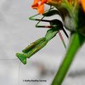 A praying mantis, Stagmomantis limbata, stretches beneath a Mexican sunflower, Tithonia rotundifola, in a Vacaville garden. (Photo by Kathy Keatley Garvey)