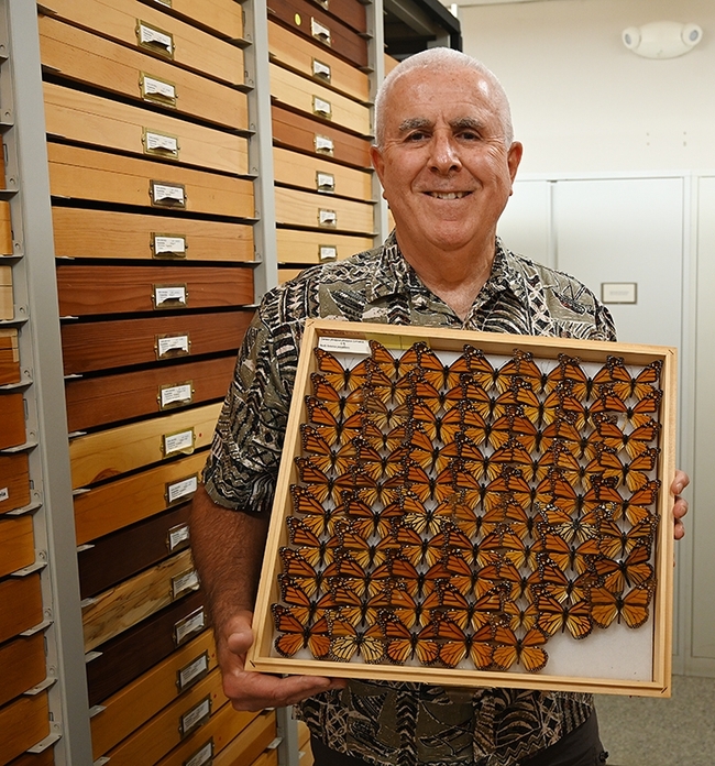 Entomologist Jeff Smith, curator of the Lepidoptera collection at the Bohart Museum of Entomology, with a drawer of monarch specimens. (Photo by Kathy Keatley Garvey)