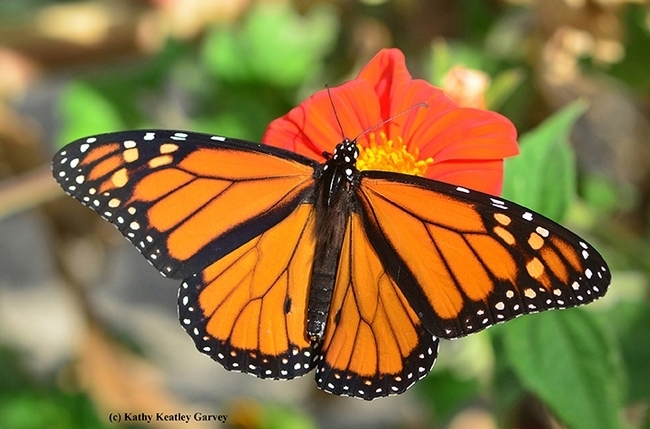 A closeup of a male monarch on a Mexican sunflower, Tithonia rotundifola, in a Vacaville garden. (Photo by Kathy Keatley Garvey)