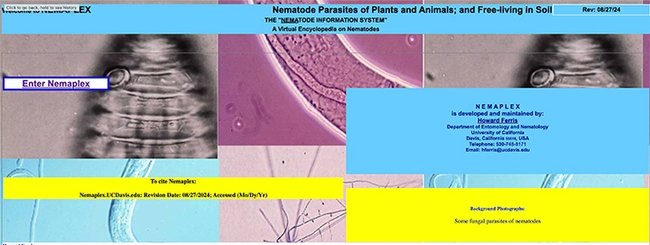 This is the Nemaplex website that nematologist Howard Ferris launched and maintains. (Screen shot)