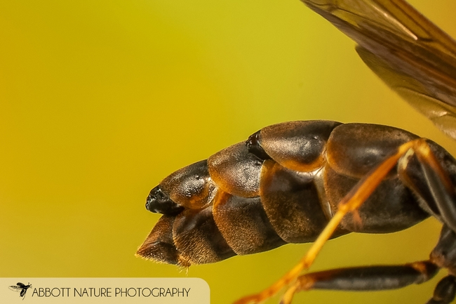 This image shows a twisted-wing insect (Xenos peckii) male pupae in dark paper wasp (Polistes fuscatus) (Abbott Nature Photography)