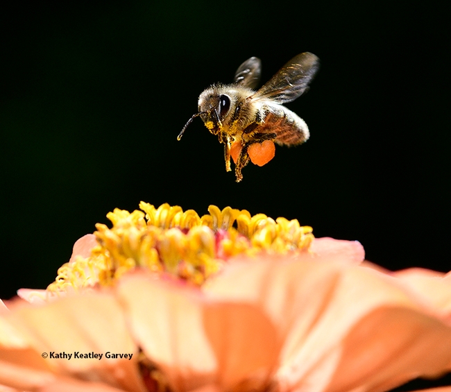 A honey bee packing a huge load of orange pollen from zinnias as it heads for another blossom in a Vacaville garden. (Photo by Kathy Keatley Garvey)