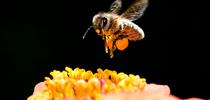 A honey bee packing a huge load of orange pollen from zinnias as it heads for another blossom in a Vacaville garden. (Photo by Kathy Keatley Garvey) for Bug Squad Blog