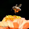 A honey bee packing a huge load of orange pollen from zinnias as it heads for another blossom in a Vacaville garden. (Photo by Kathy Keatley Garvey)