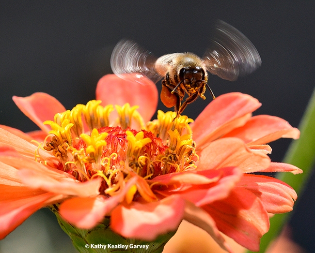 A honey bee, its wings a'buzzing, slips through the petals of a zinnia. (Photo by Kathy Keatley Garvey)