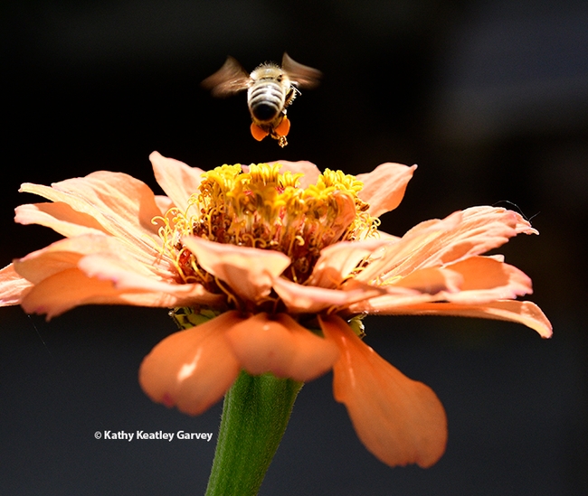 All finished here. Next zinnia here I come! (Photo by Kathy Keatley Garvey)