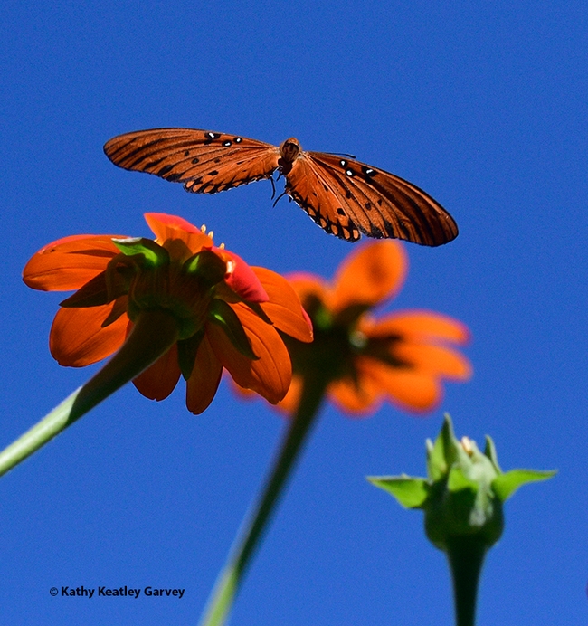 A Gulf Fritillary, Agraulis vanillae, fluttering over a Mexican sunflower, Tithonia rotundifola. (Photo by Kathy Keatley Garvey)