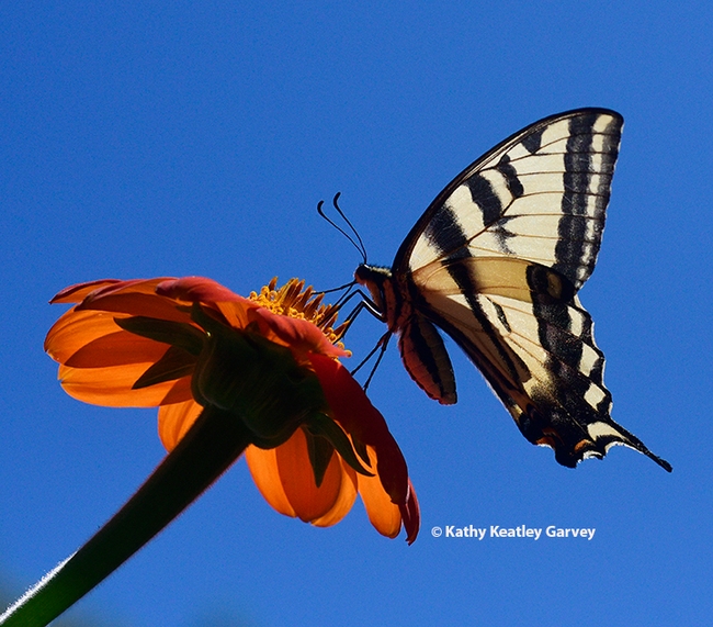 A Western tiger swallowtail lands on a Mexican sunflower and begins to nectar. (Photo by Kathy Keatley Garvey)