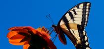 A Western tiger swallowtail lands on a Mexican sunflower and begins to nectar. (Photo by Kathy Keatley Garvey) for Bug Squad Blog