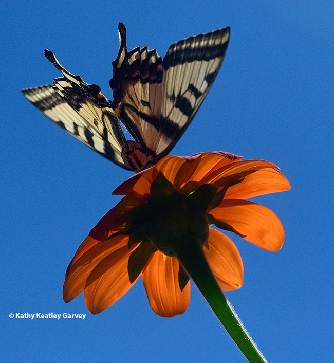 The Western tiger swallowtail decides that 