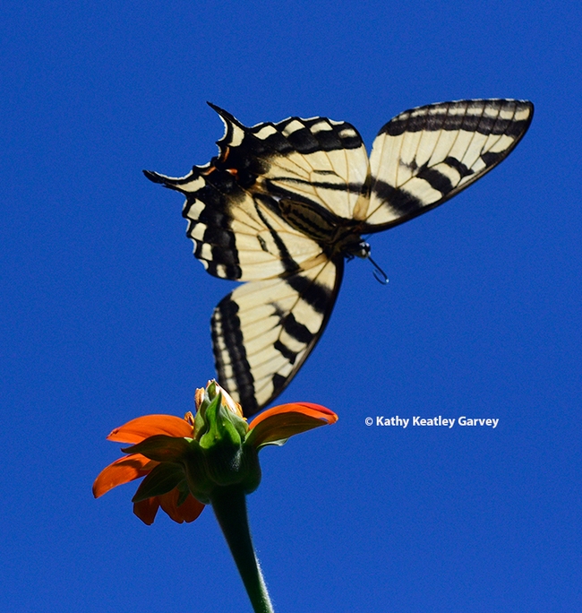 Tail up, and off it goes, the Western tiger swallowtail caught in flight. (Photo by Kathy Keatley Garvey)