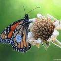 This monarch, tagged and released in Ashland, Ore., on Aug. 28, 2016, touched down in a Vacaville garden on Sept. 6, 2016. It flew 285 miles in 7 days or about 40.7 miles per day, according to WSU entomologist David James. (Photo by Kathy Keatley Garvey)