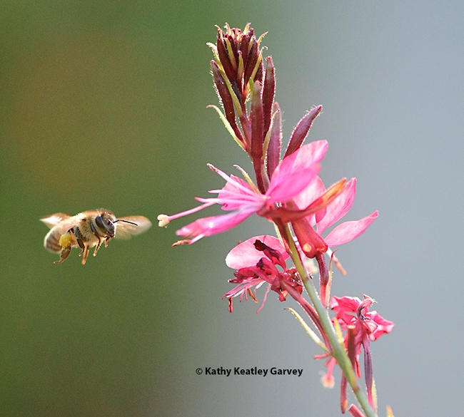 Honey bees will be among the topics at the UC Davis Department of Entomology and Nematology fall quarter seminars. This bee is heading toward gaura in early morning. (Photo by Kathy Keatley Garvey)