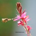 Honey bees will be among the topics at the UC Davis Department of Entomology and Nematology fall quarter seminars. This bee is heading toward gaura in early morning. (Photo by Kathy Keatley Garvey)