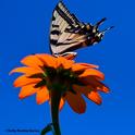 A Western tiger swallowtail, aware that a territorial bee is about to attack, raises its tails to ward off the intruder. (Photo by Kathy Keatley Garvey)