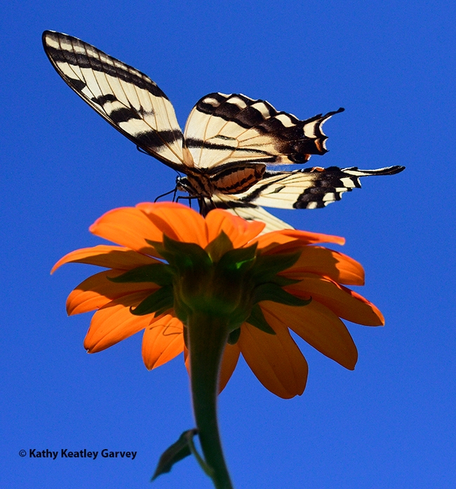 The Western tiger swallowtail begins to take flight. (Photo by Kathy Keatley Garvey)