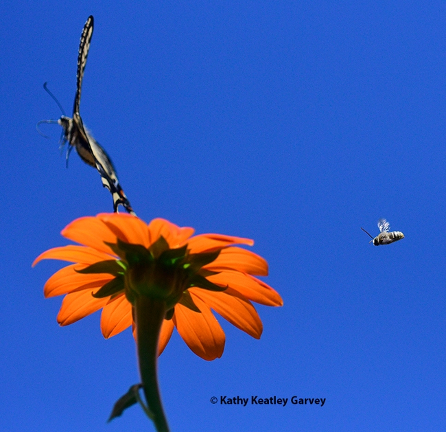 The Western tiger swallowtail leaps off as the bee draws closer. (Photo by Kathy Keatley Garvey)