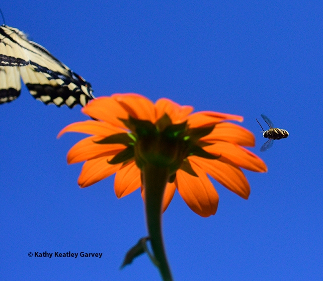 The Western tiger swallowtail escapes a hit by the longhorned bee. (Photo by Kathy Keatley Garvey)