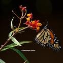 A migrating monarch butterfly stops on Halloween, Oct. 31 to sip nectar from a milkweed in a Vacaville garden. She was on her way to an overwintering site in coastal California. (Photo by Kathy Keatley Garvey)