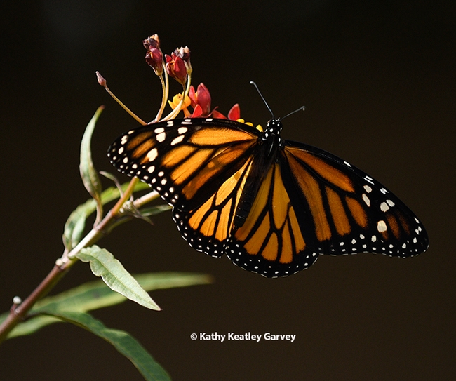 The female monarch spreads her wings. She stopped in Vacaville on Halloween 2023 for some flight fuel while on her way to an overwintering site in coastal California. (Photo by Kathy Keatley Garvey)