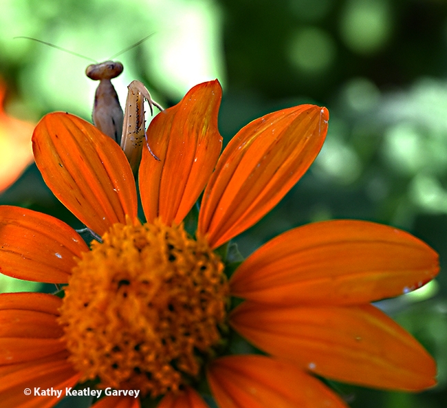 A female praying mantis, Mantis religiosa, pops up between the petals of a Mexican sunflower, Tithonia rotundifola. Surprise! (Photo by Kathy Keatley Garvey)