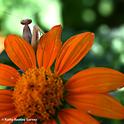 A female praying mantis, Mantis religiosa, pops up between the petals of a Mexican sunflower, Tithonia rotundifola. Surprise! (Photo by Kathy Keatley Garvey)