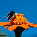 A black syrphid fly, a Mexican cactus fly, Copestylum mexicanum, foraging on a Mexican sunflower, Tithonia rotundifolia, in a Vacaville garden. (Photo by Kathy Keatley Garvey)